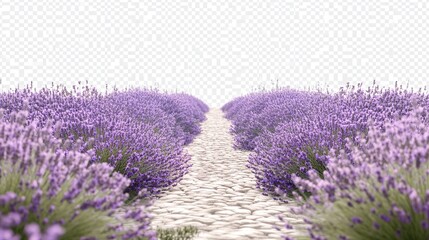 Naklejka premium A path runs through a field of lavender flowers