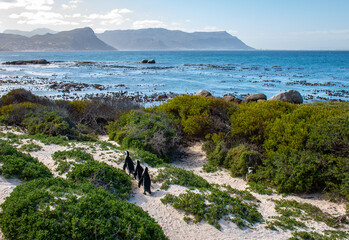 Obraz premium Three penguins on Boulders Beach near Cape Town, South Africa