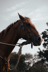 Obraz premium Horse riding bridle, western leather tack