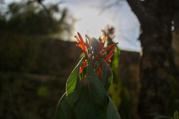 Justicia spicigera or mexican honeysuckle with sunlight behind it