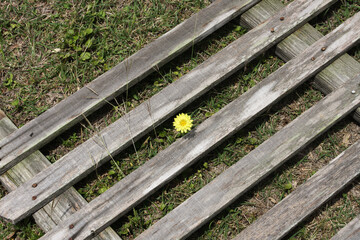 Texas dandelion growing through a wooden palette in the grass