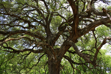 Large oak tree