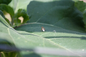 Arhyssus lateralis on a leaf
