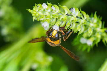 紫蘇の花に飛来し蜜を吸うスズバチ