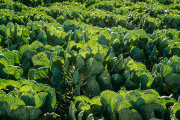 Cabbage field in the summer