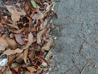 autumn leaves on the ground