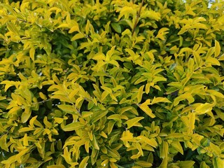 Beautiful background of yellow leaves