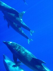 Dolphins