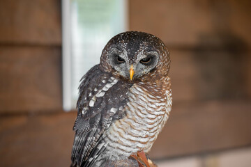 A close-up of an African wood owl showcases its intricate speckled plumage, sharp yellow beak, and...