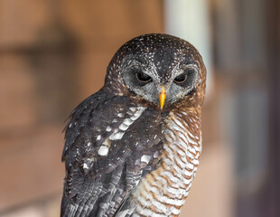 A close-up of an African wood owl showcases its intricate speckled plumage, sharp yellow beak, and intense gaze, highlighting the beauty and mystique of this nocturnal predator.