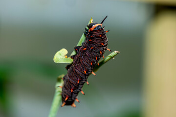 Striking black caterpillar with orange markings and horns perched on a green stem.