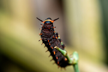 Striking black caterpillar with orange markings and horns perched on a green stem.