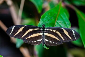 A Zebra Longwing butterfly, with its striking black and yellow striped wings, perches gracefully on a vibrant green leaf, showcasing the beauty and intricate patterns of nature.