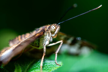 Macro shot of a moth resting on a green leaf.