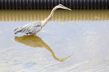 Great Blue Heron 02