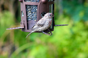Finch at Feeder 03