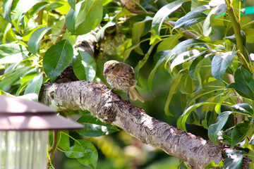 Finch in Plum Tree 01