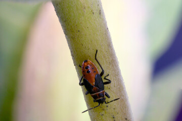 Milkweed Beetle on Stem
