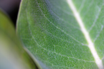Showy Milkweed Leaf 02