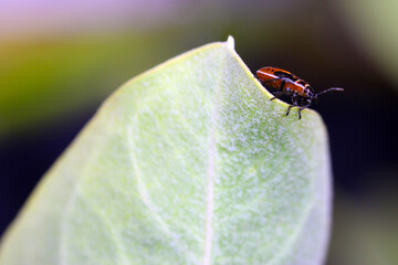 Leaf Tip Beetle 08