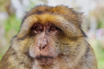 Fototapeta premium close up of a monkey