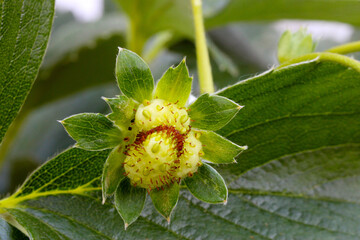 Baby Green Strawberry 06