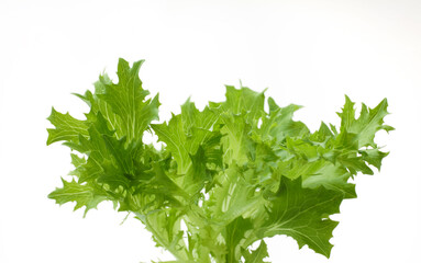 リーフレタス