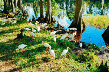The landscape of Hillsborough river and River hill park at Tampa, Florida