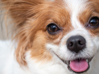 Papillon dog happy and smiling