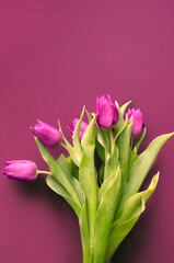 Tongue fresh tulips usually considered as innocence flowers and are an extremely pleasant surprise when we give them just without a chance. On wooden background. Tulips on old boards, spring concept. 
