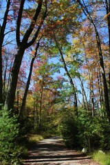 path in autumn forest