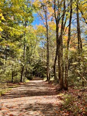 Fototapeta premium path in autumn forest