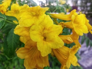 Fototapeta premium The flowers of the Alamanda plant are yellow. Alamanda is an ornamental plant which is generally referred to as golden trumpet flower, yellow bell flower, or buttercup flower.