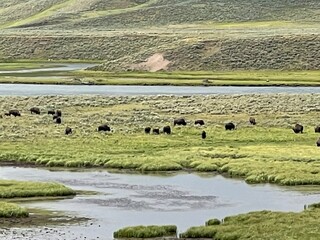 bison in fields