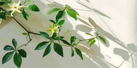 Naklejka premium Passion flower's three-part leaves exhibit brown tips and edges due to insufficient watering; overly rapid drainage impedes adequate moisture absorption.