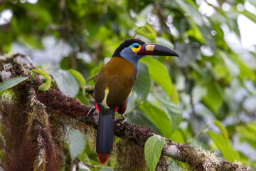 Plate-billed Mountain Toucan perched in rainforest tree