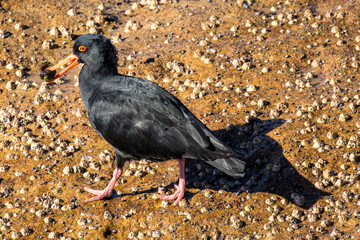 Australian Sooty Oystercatcher feeding on shellfish