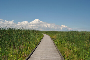 Obraz premium Boardwalk with no people on a marsh at Point Pelee National Park in Ontario, Canada