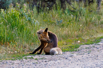 Red fox (Vulpes vulpes) standing on a road, caring for its fur, in Grand Teton National Park, Jackson Hole, Wyoming, USA during summer