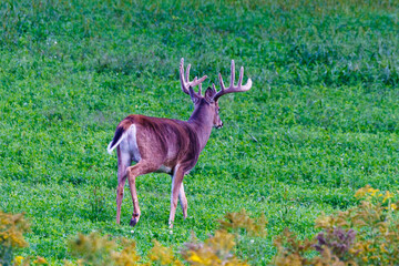 Trophy Whitetail buck deer (Odocoileus virginianus) with velvet antlers walking away in a field during late summer in Wisconsin