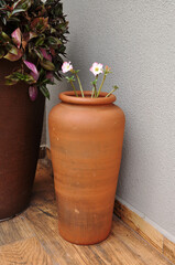 rosa do deserto desabrochada 