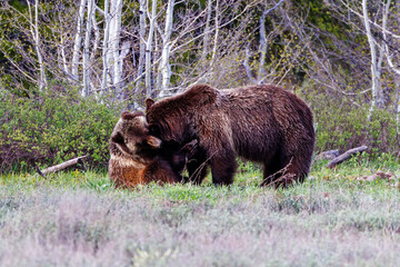 Grizzly bear (Ursus arctos horribilis) mother and yearling cub playfully wrestling in Grand Teton National Park during spring.