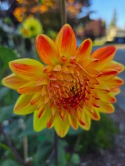 Radiant Yellow-Orange Flower in Close-Up