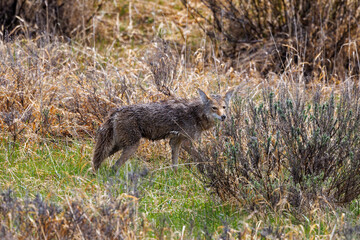 Coyote (Canis latrans) looking at camera while standing in tall grass during summer in Grand Teton National Park, Jackson Hole, Wyoming, USA during summer