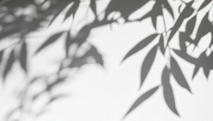 Obraz premium Gray shadow of the willow tree leaves on a white wall. Abstract neutral nature concept blurred background. Space for text. Overlay effect for photo.
