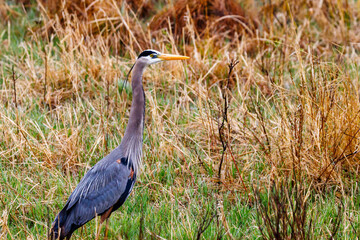 Great Blue Heron (Ardea herodias) standing in a marsh in Wisconsin in early spring. 
