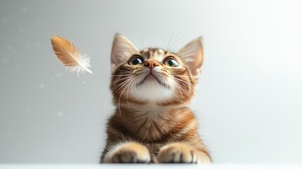 Fototapeta premium Energetic Abyssinian Cat Playing with Feather