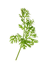 One green carrot twig isolated on white