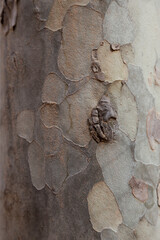 White poplar bark texture in details
