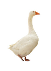 One goose isolated on white. Domesticated bird